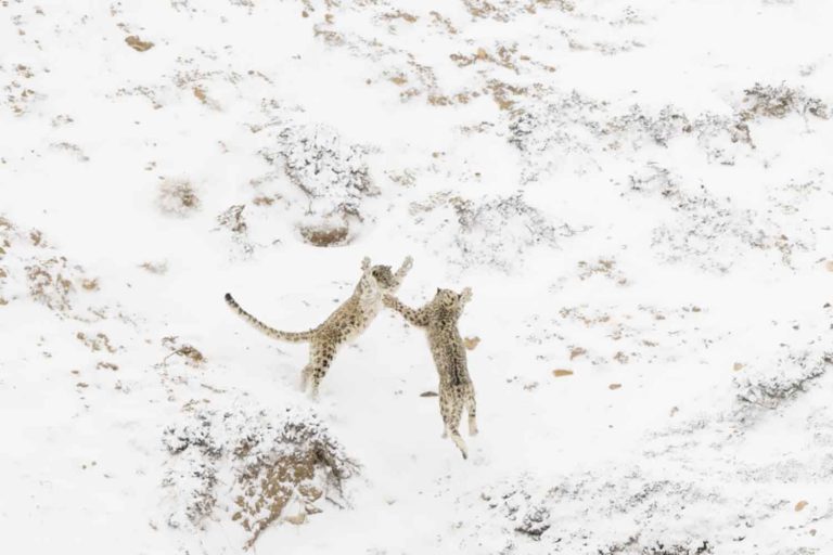 NPOTY photo contest 2024 Games between siblings Paolo Della Rocca Winner C2 Mammals.jpg