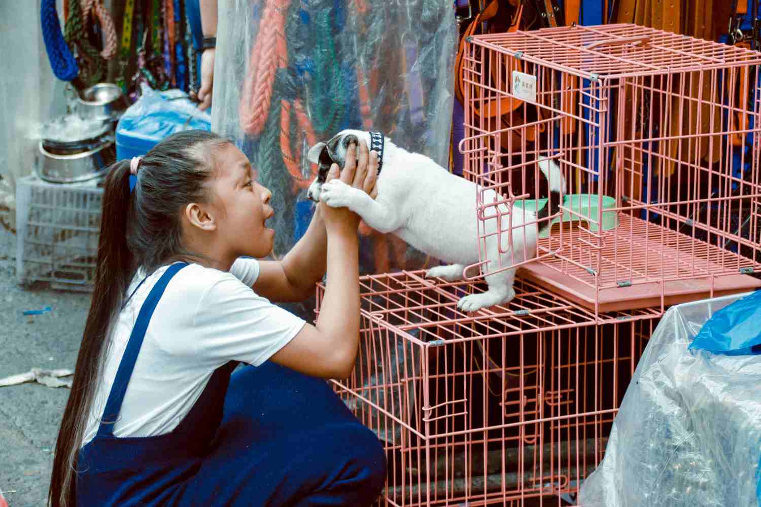 Vittoria! Lo Stato di New York vieta la vendita di animali domestici nei negozi (e l’Italia resta a guardare) 1 Negozi animali.jpg