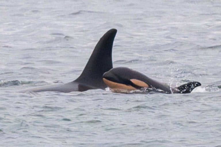 Orca cucciolo.jpg