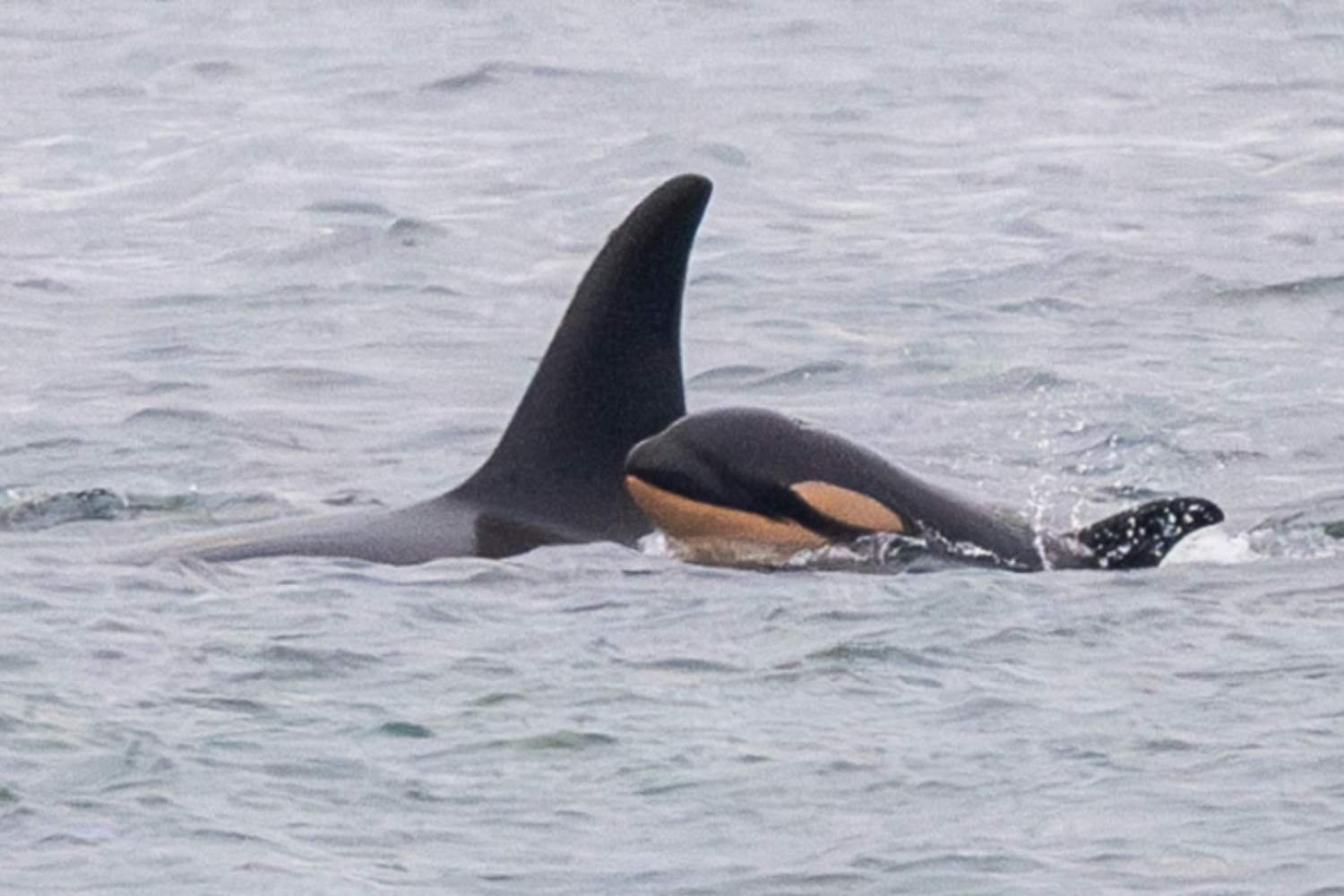 Orca cucciolo.jpg
