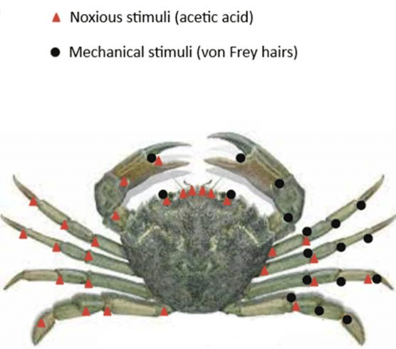 PainfulCrabStimuli.png