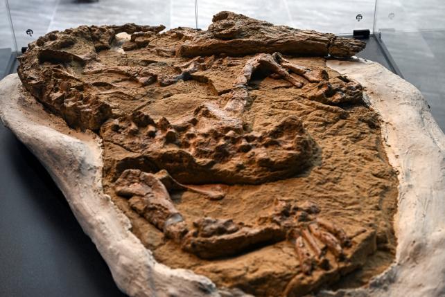 PeruCrocFossilFull.jpg