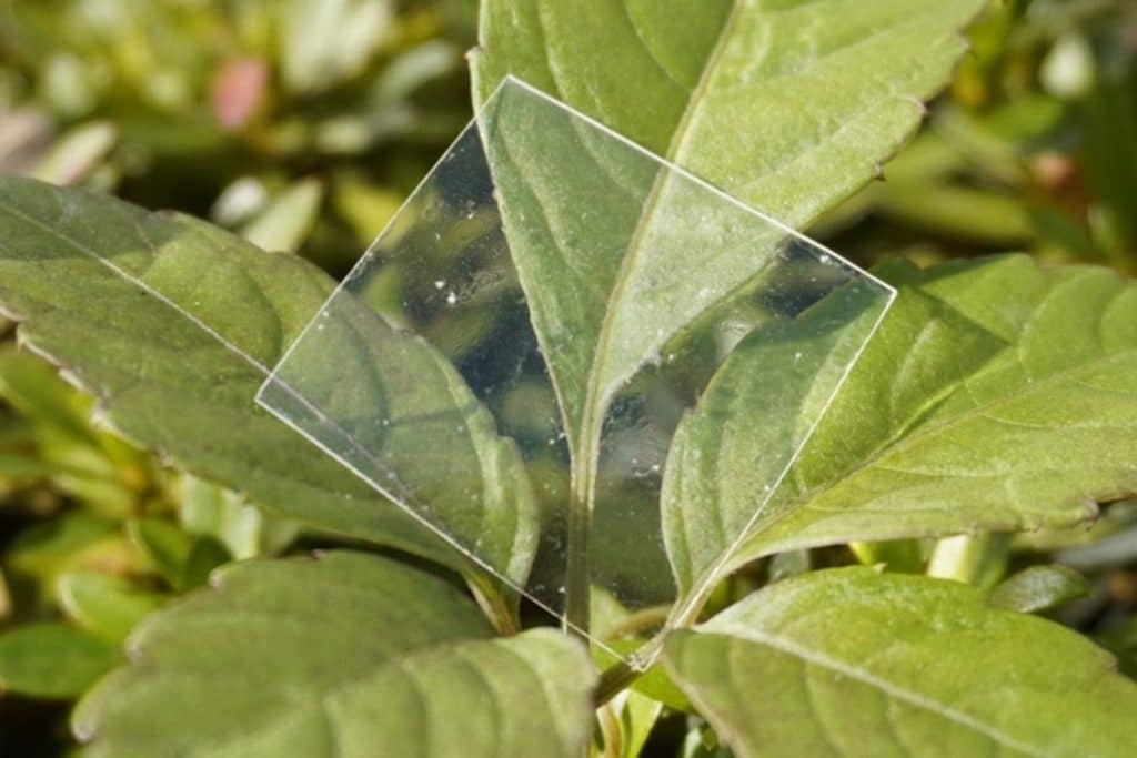 Plastica degradabile.jpg