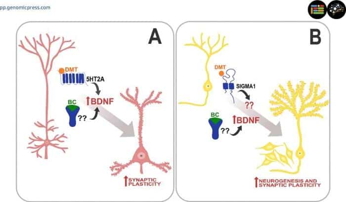 Plasticity Promoting Mechanisms Triggered by Dimethyltryptamine and Carboline 777x456 1.jpg