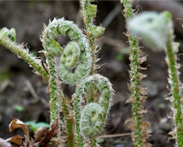 PolystichumAcrostichoidesFern.jpg