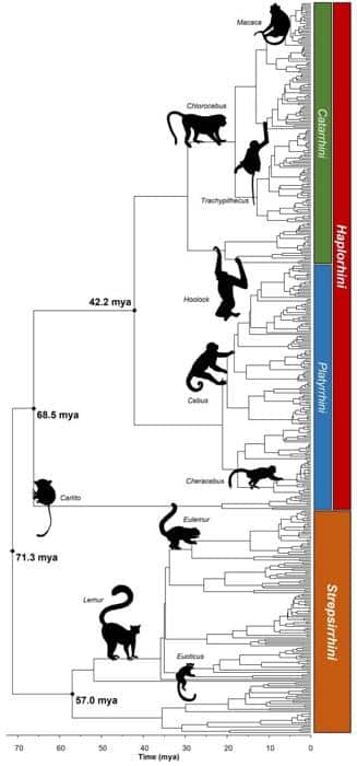 Primate Timetree 562x1200 1.jpg