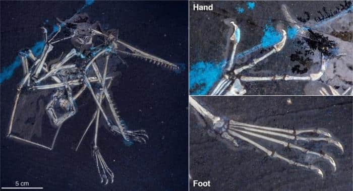 Pterosaur Family Resemblance 777x421 1.jpg