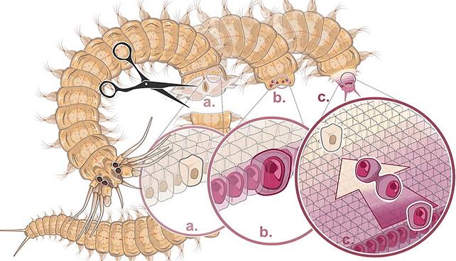 RegeneratingWorm.jpg