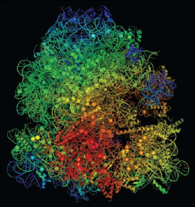 Ribosome BlackBg 705 11 14 241.jpg