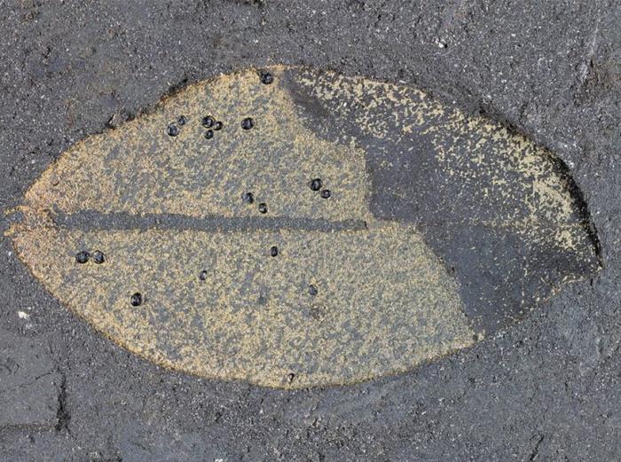 Several Whitefly Puparia Found on a Leaf 777x579 1.jpg