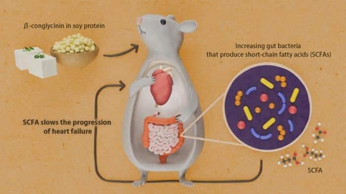 Soy Protein Conglycinin Heart Illustration 777x437 1.jpg