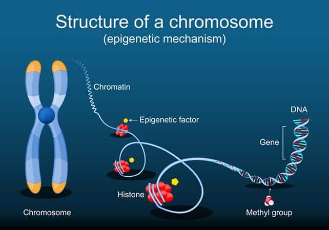 StructureOfChromosomeDNAandMethylation 642.jpg