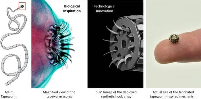 Tapeworm Inspired Medical Device 777x383 1.jpg