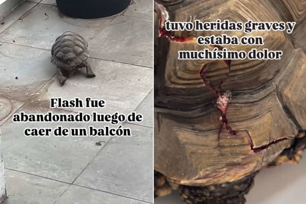 Tartaruga guscio.jpg