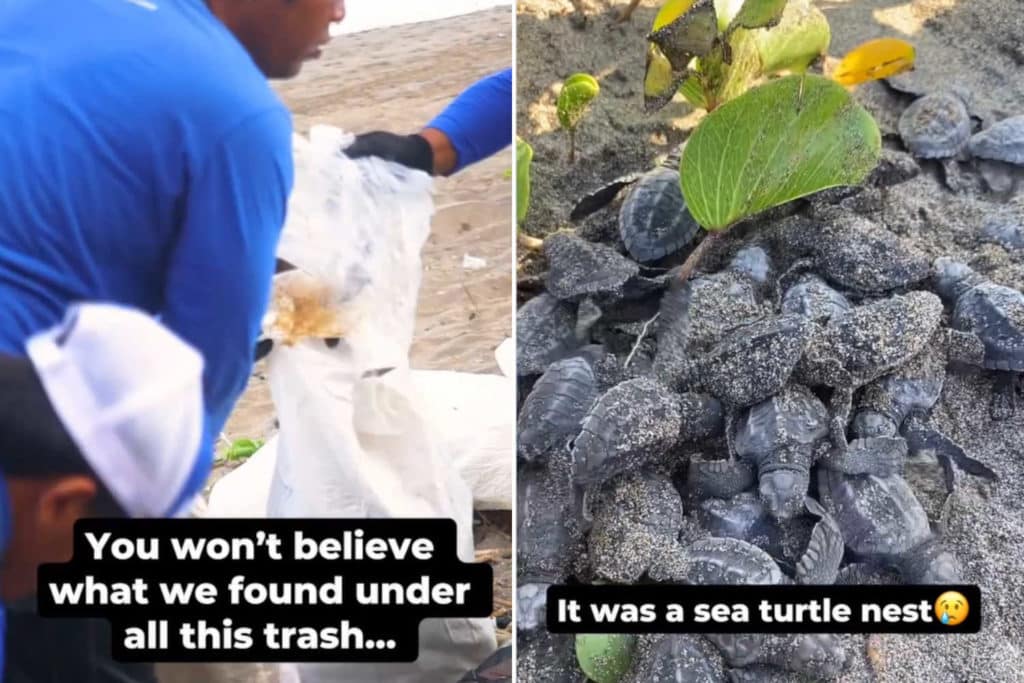 Tartarughe 4Ocean.jpg