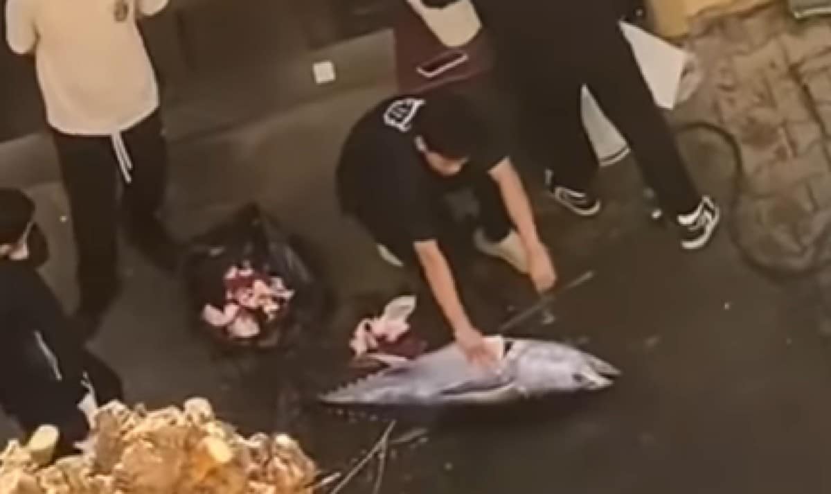 Bologna, la storia del ristorante giapponese rovinato con un video su Instagram: «Era un tonno da buttare» 1 Video ristorante giapponese Bologna rovinato.jpg