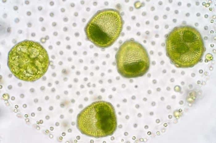 Volvox Chlorophyte Green Algae Phytoplankton 1 777x518 1.jpg