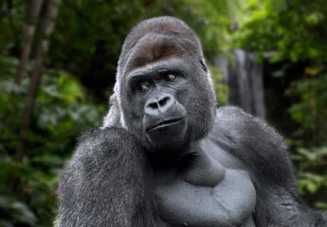 Come la pandemia ha cambiato il comportamento degli animali negli zoo: uno studio sorprendente 1 WesternLowlandGorilla642.jpg