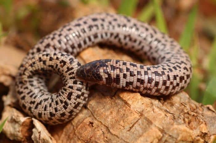 Worm Lizard Trogonophis wiegmanni 777x518 1.jpg