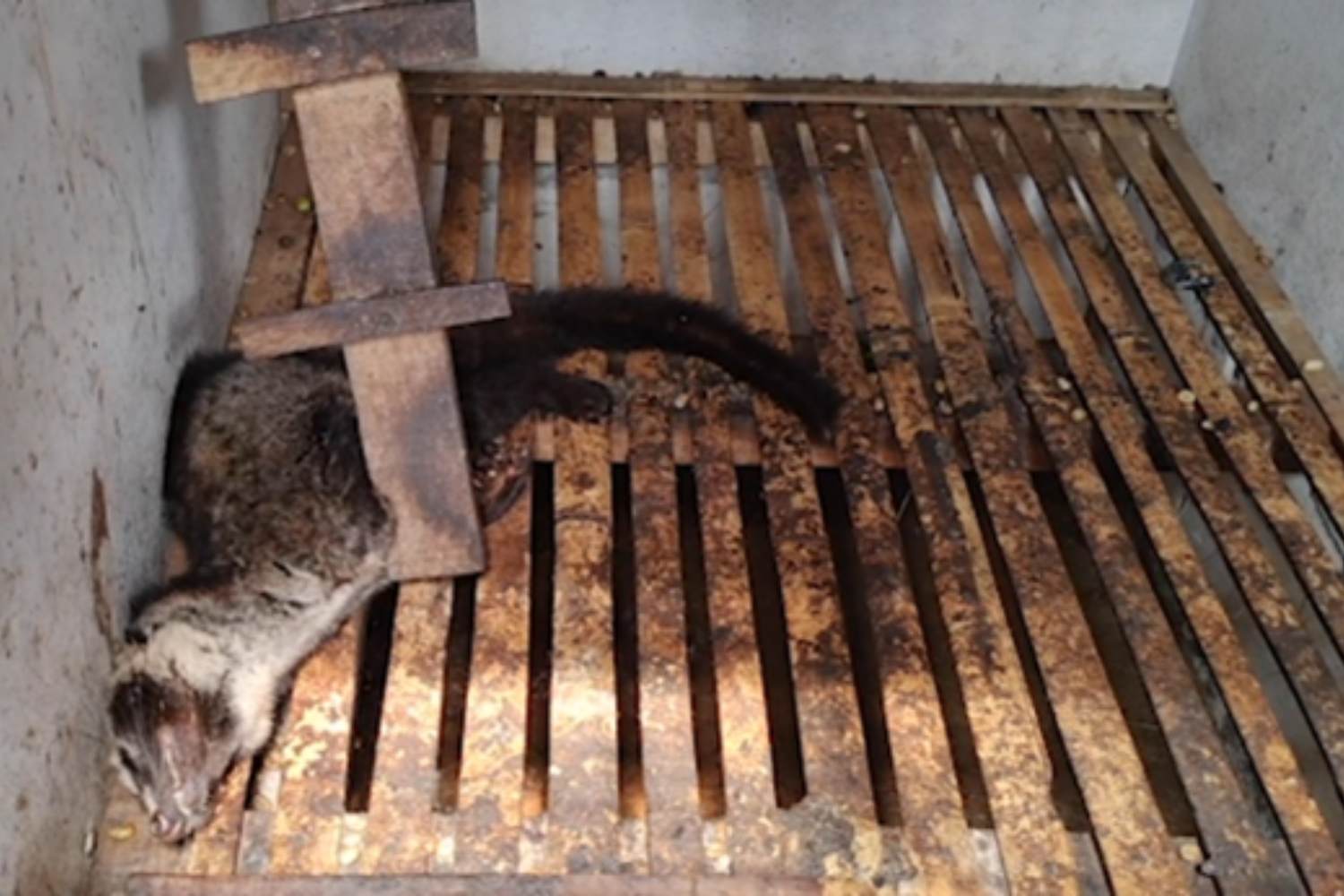 Sai cosa c’è dietro il tuo caffè Kopi Luwak? Zibetti delle palme sfruttati e malati rinchiusi in gabbie minuscole 1 Zibetti.jpg