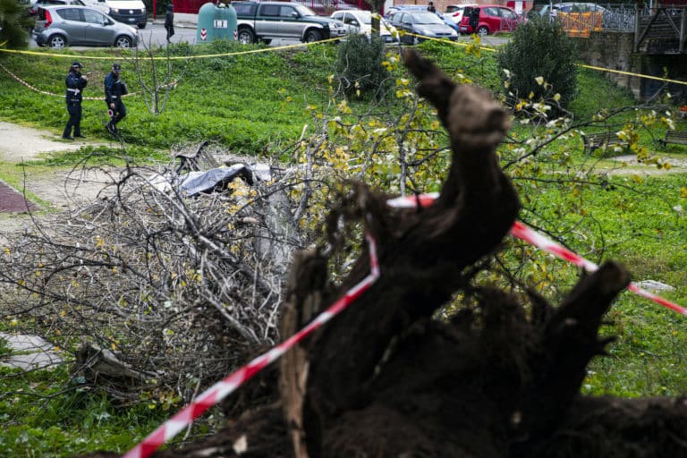 albero caduto roma inchieste scaled.jpg