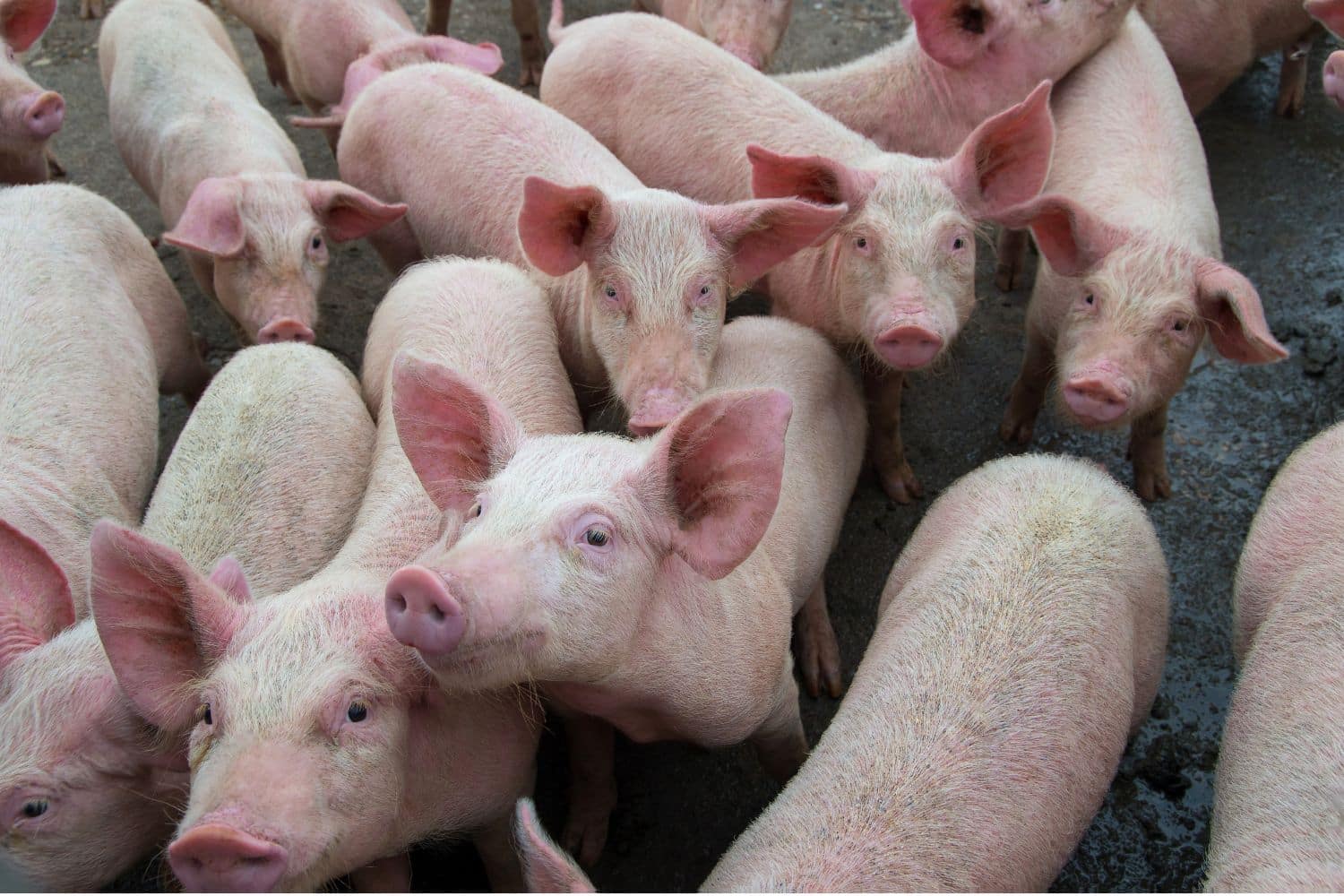 Peste suina nei supermercati Lidl? “prodotti con carne infetta ritirati in silenzio”, cosa è cambiato dalla denuncia di Report 1 allev maiali.jpg