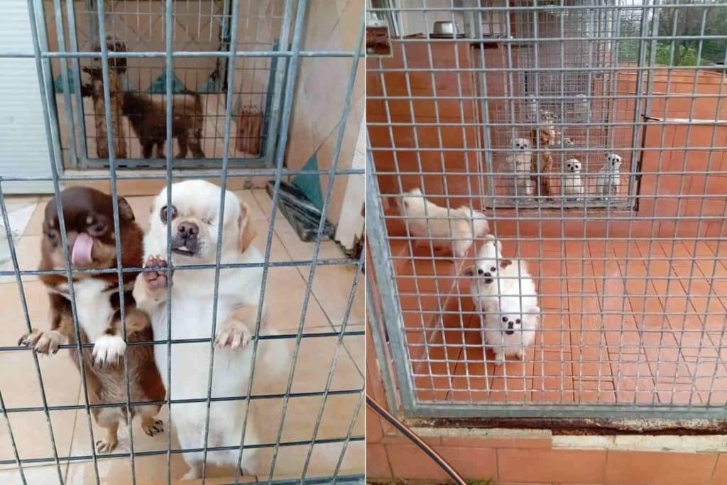 allevamento cani trecastelli.jpg