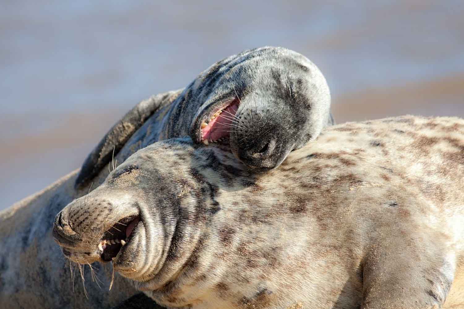 Anche gli animali ridono davvero! Scienziati trovano segnali vocali inequivocabili in almeno 65 specie 1 animali ridono.jpg