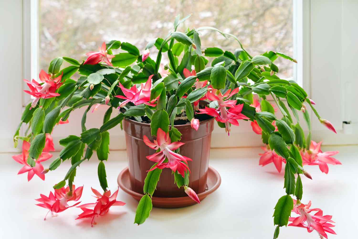 Cactus di Natale: dove è meglio tenere in casa la Natalina? 1 cactus di natale 1.jpg