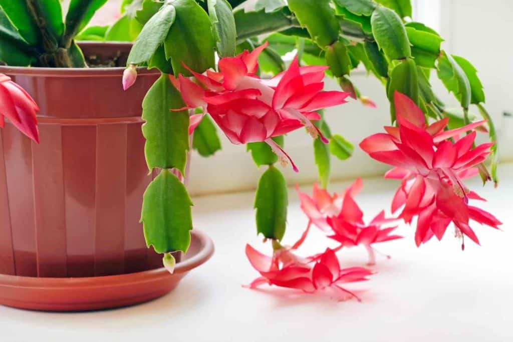 cactus di natale.jpg
