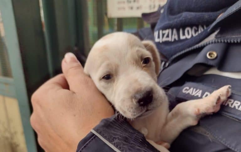 cagnolini torrente.jpg