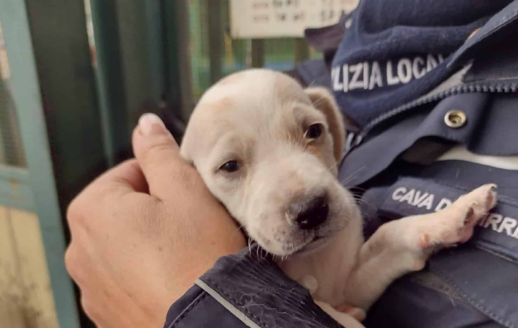 cagnolini torrente.jpg