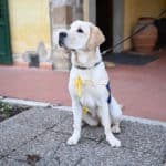 cani allerta diabete toscana 2.jpg