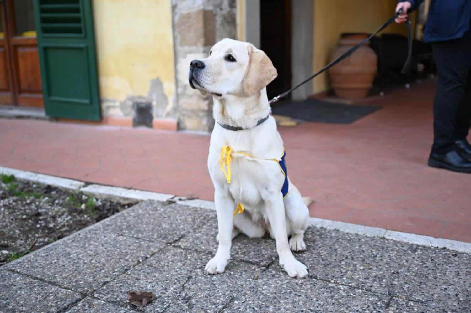 cani allerta diabete toscana 2.jpg