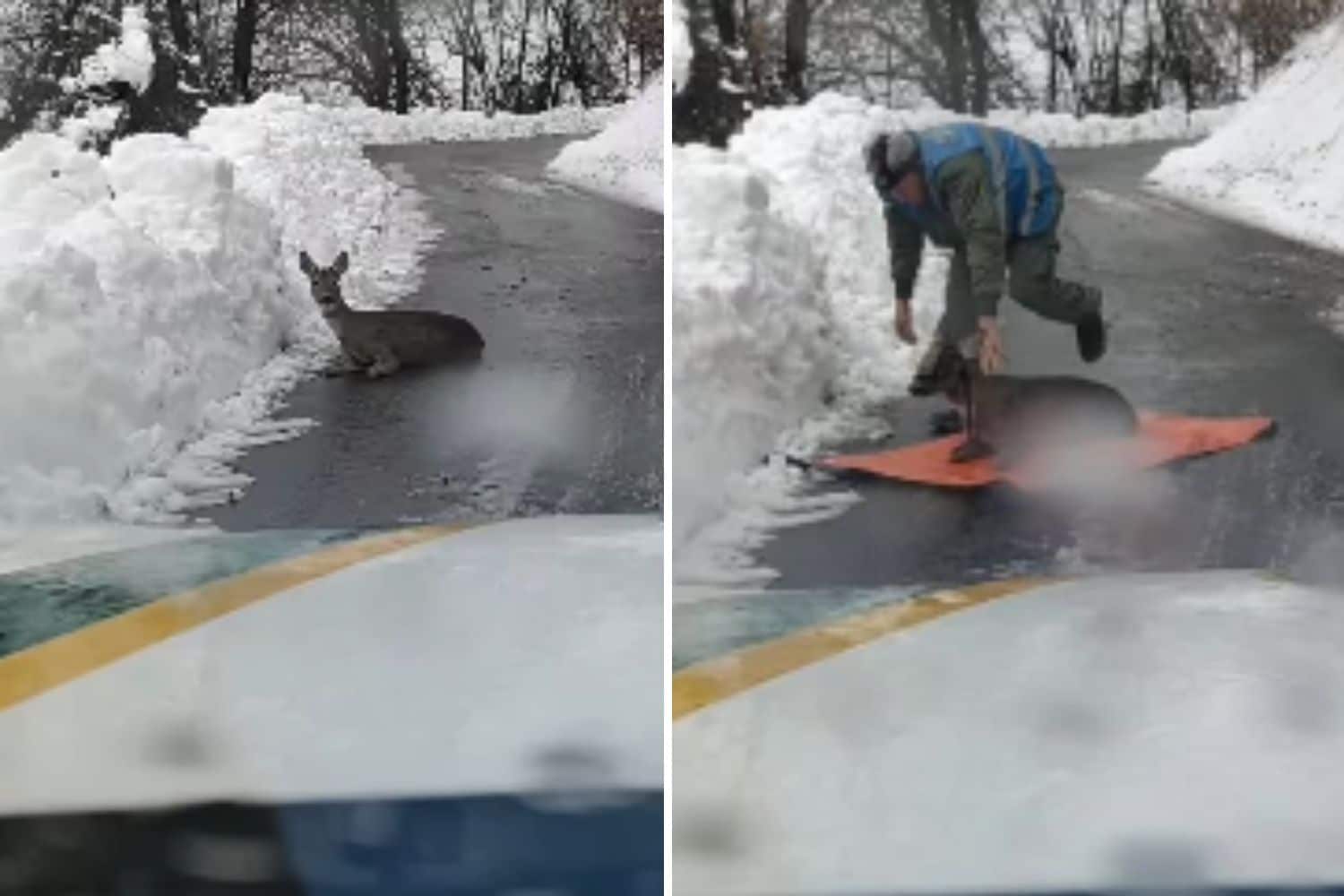 Il salvataggio di questo capriolo scivolato da un dirupo ti scalderà il cuore 1 capriolo.jpg
