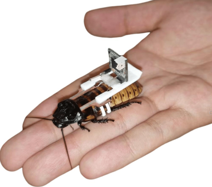 cockroach cyborg.png