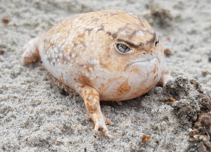 desert rain frog photos.png