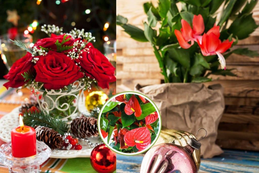 fiori rossi natale.jpg
