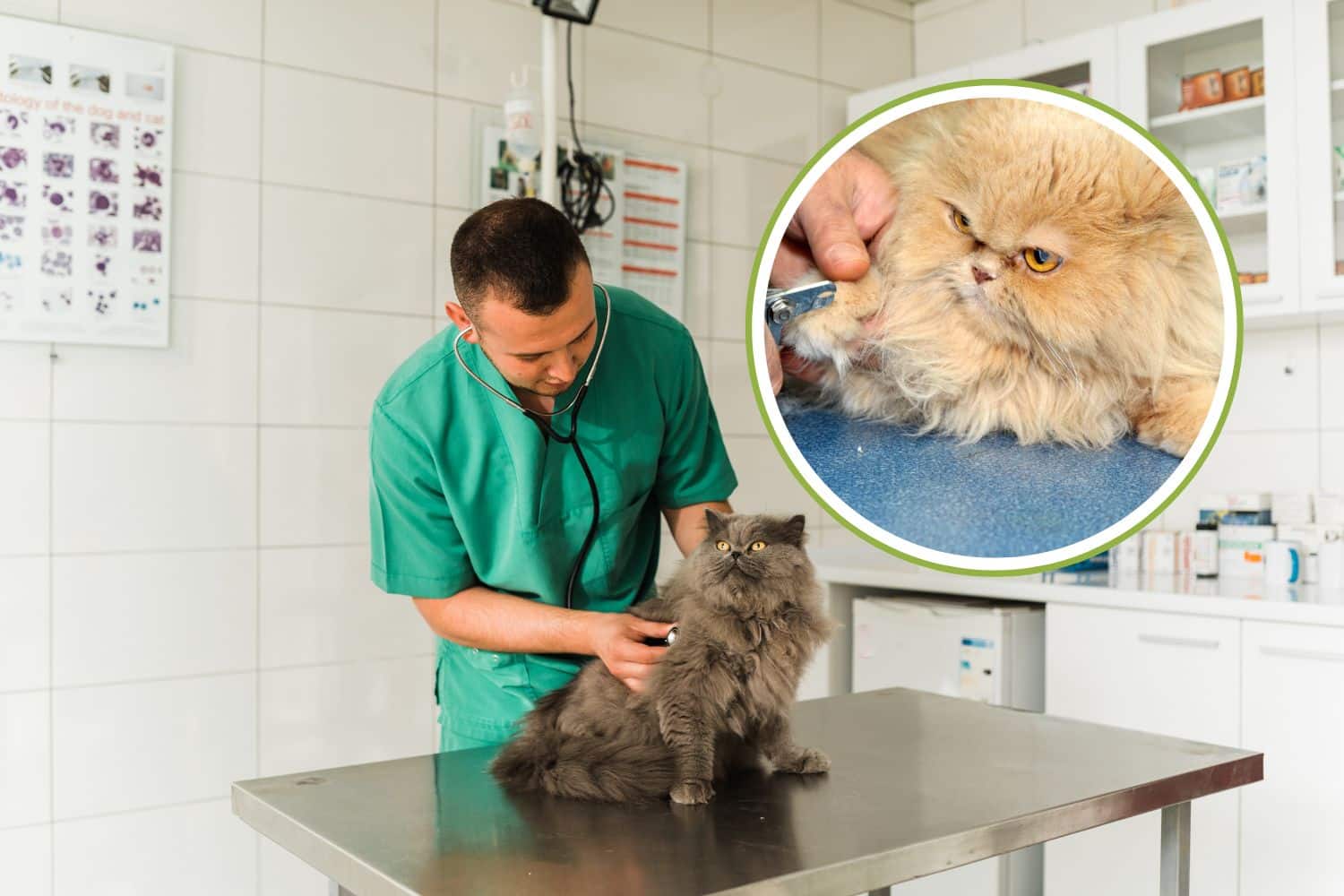 Hai un gatto Persiano? Sono una veterinaria e ti spiego a quali malattie e sintomi fare attenzione 1 gatto persiano malattie.jpg