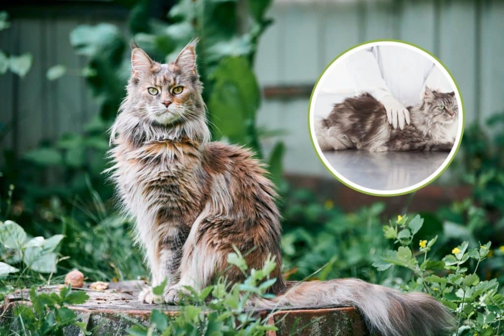 gatto maine coon malattie.jpg