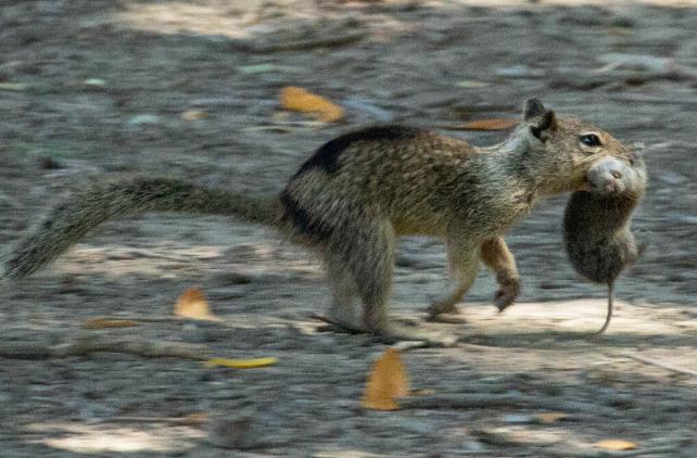 ground squirrel with vole.jpg