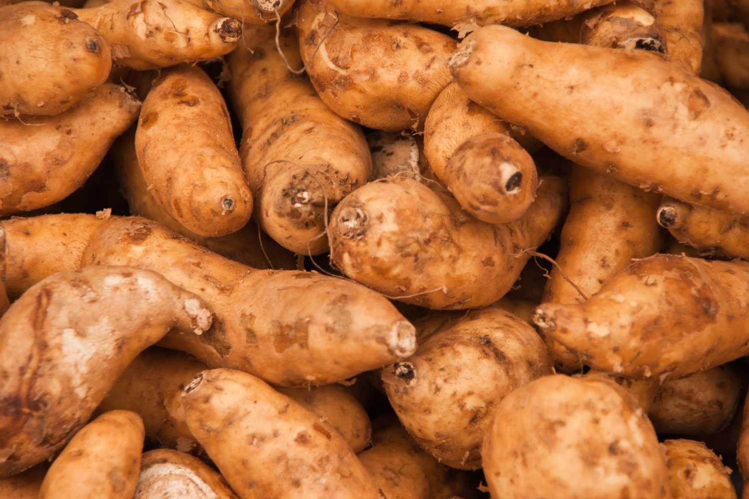 Igname: alla scoperta del tubero africano che tutti scambiano per patata americana (con un basso indice glicemico) 1 igname.jpg