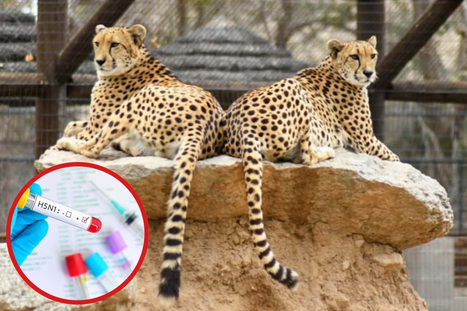 L’influenza aviaria sta uccidendo i grandi felini: ti racconto come il virus minaccia le specie in via di estinzione negli zoo 1 influenza H5N1 aviaria ghepardi.jpg