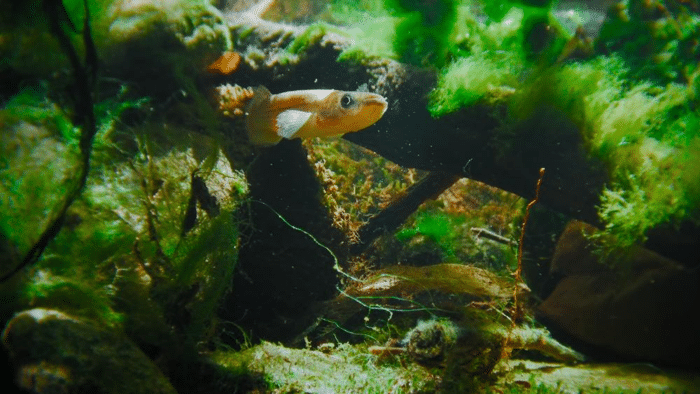 killifish leap out of water.png