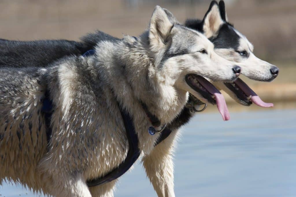 malattie husky.jpg
