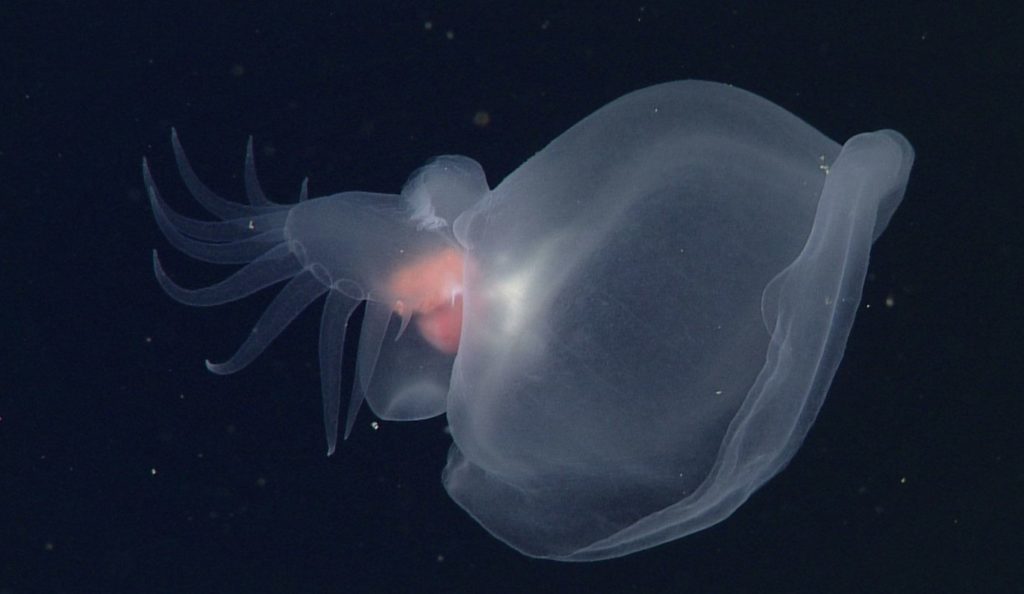 mollusco.jpg