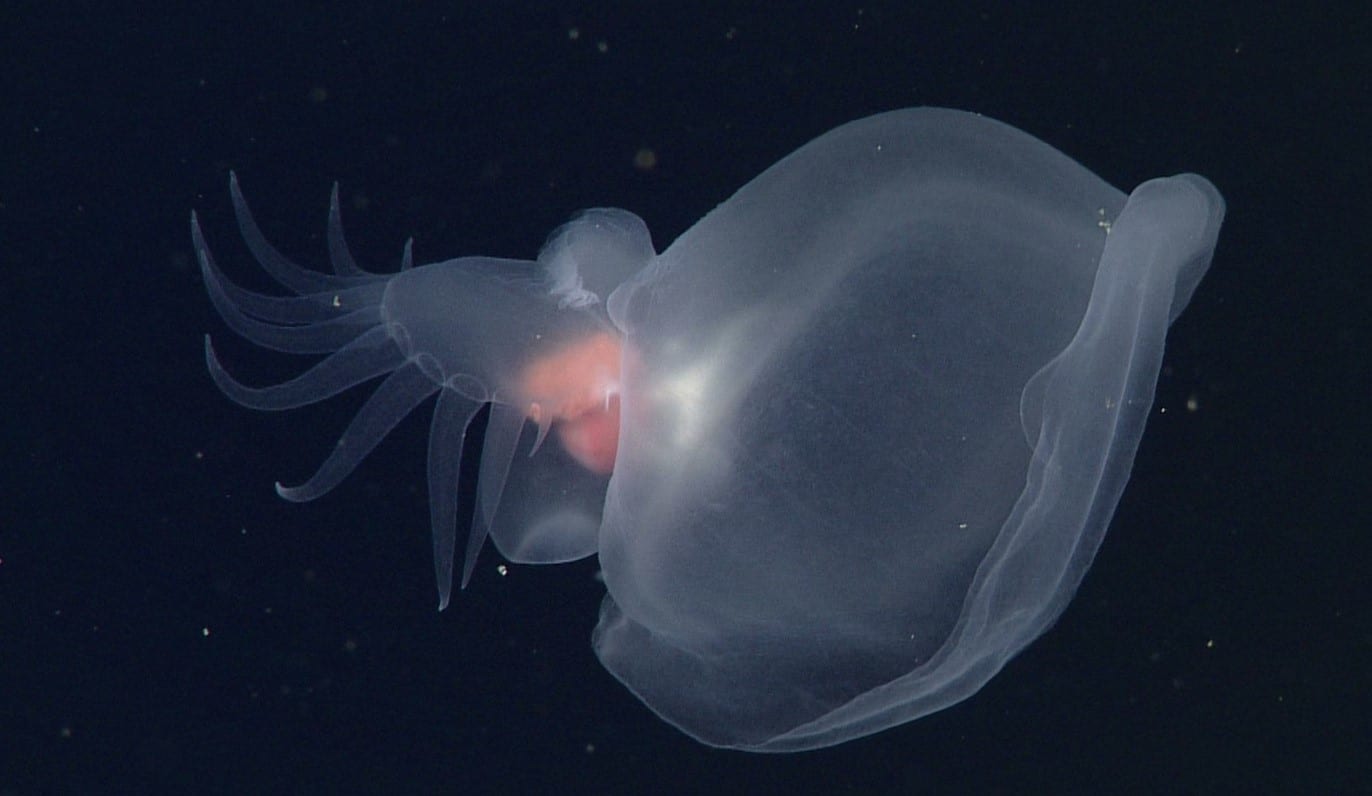 mollusco.jpg