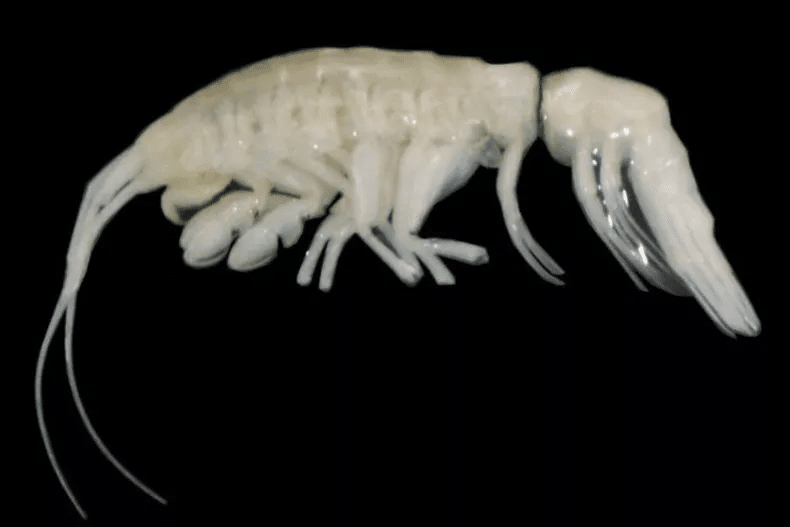new species predator hadal zone.png