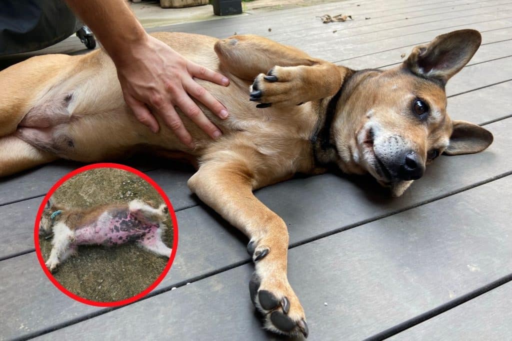 pancia gonfia cane.jpg