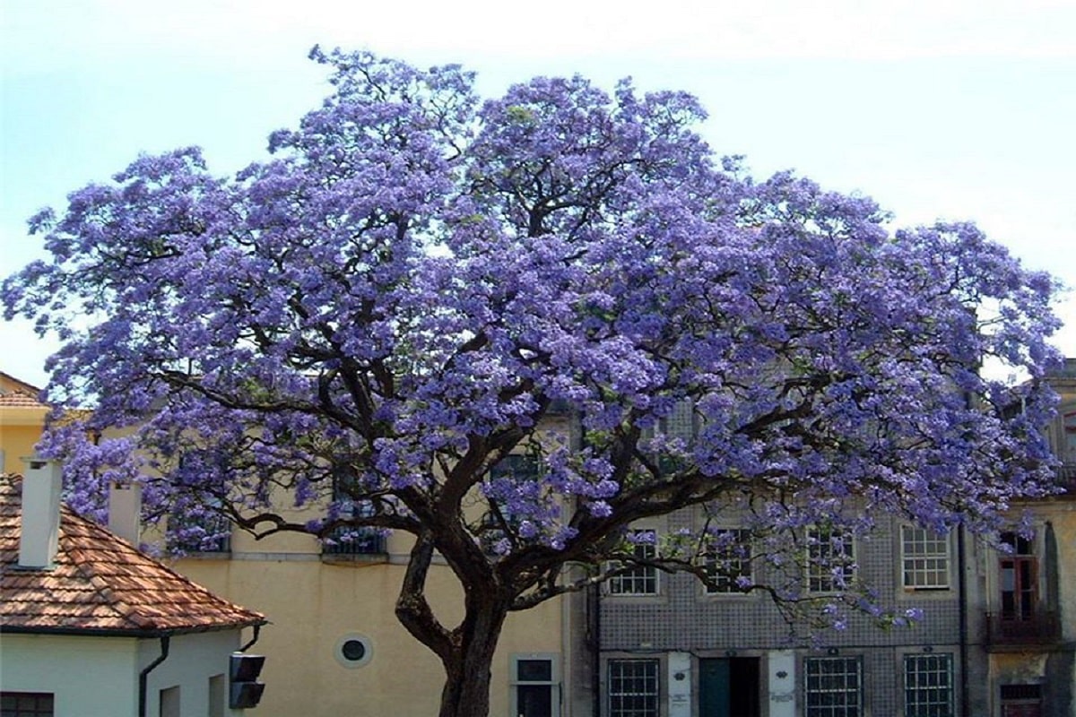 paulownia